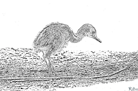 emus ਛਪਣਯੋਗ ਰੰਗਦਾਰ ਪੰਨੇ